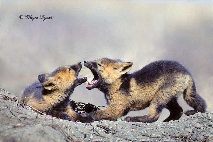Cross Fox Pups 116 by Dr. Wayne Lynch &copy;